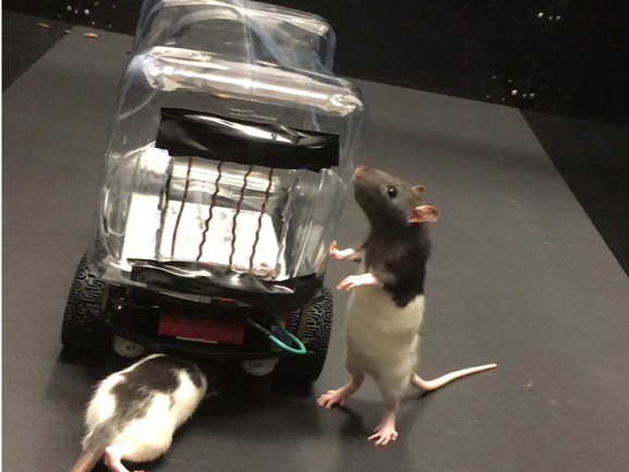 Rats Can Now Drive Tiny Cars To Pick Up Food