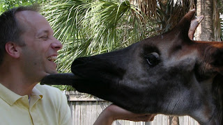 Funny Okapi