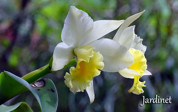 Quanto tempo leva para uma muda de orquídea cattleya florir? - Jardinet