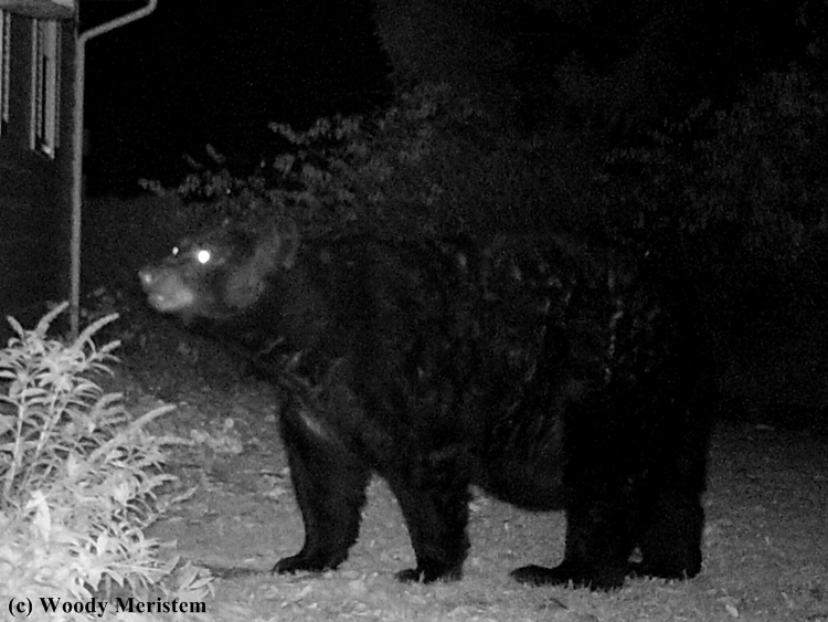 In Forest and Field Bear in the Night