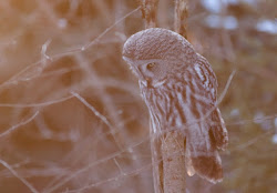 Great Grey Owl