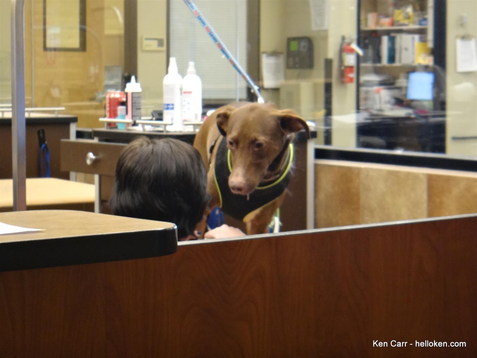Lucky gets nails cut at Petsmart on Superbowl Sunday