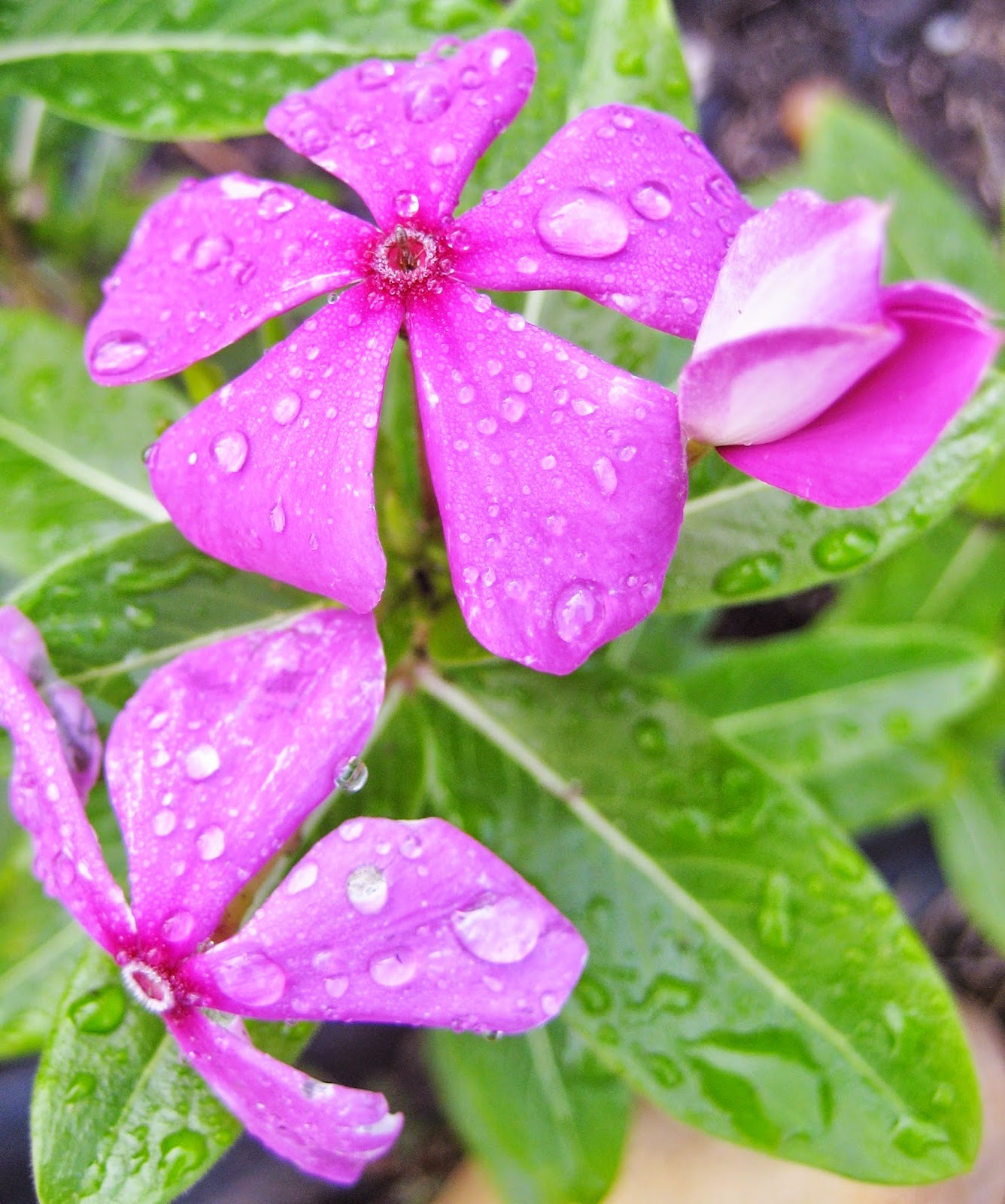 Discovering His Creation: Periwinkles, Vinca (Catharanthus roseus)