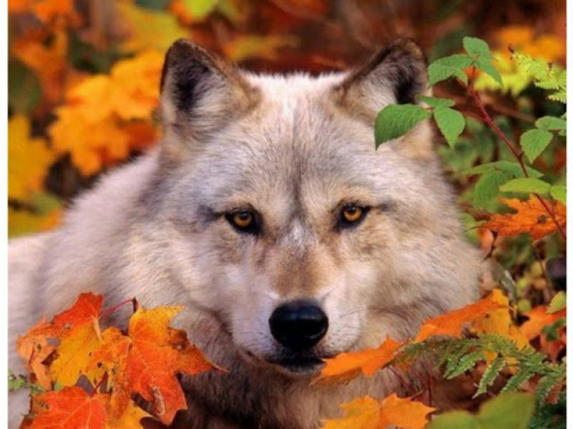 White Wolf : Breathtaking photos of wolves in the woods during the ...