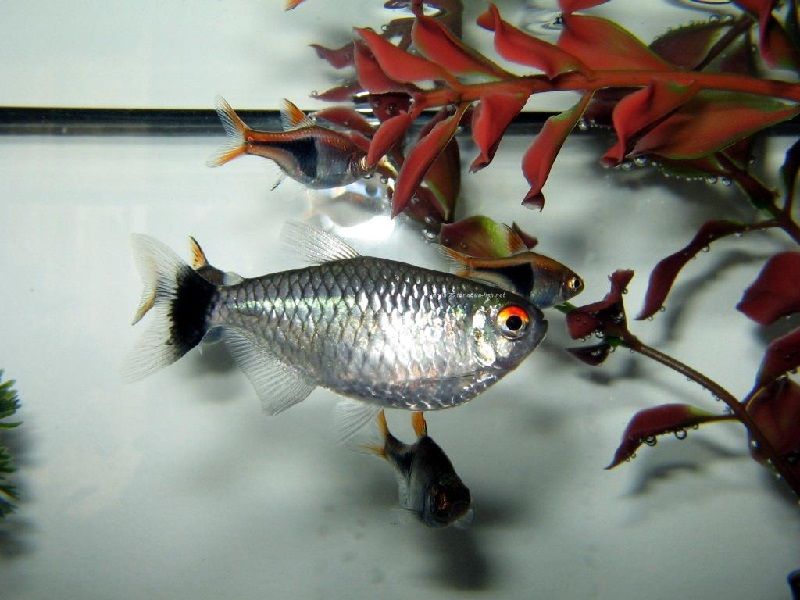  16. Jenis Ikan Hias Aquascape Red Eye Tetra