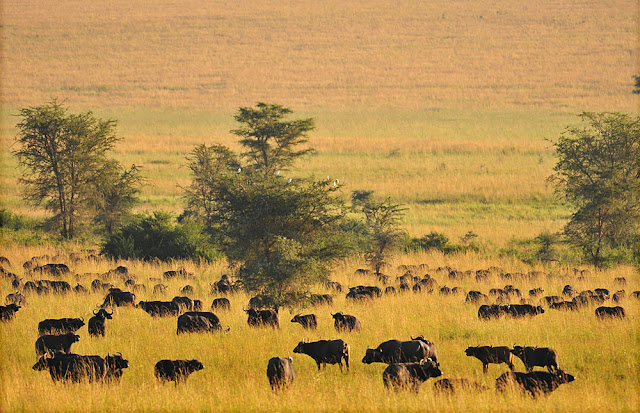 9 days tanzania safari tour