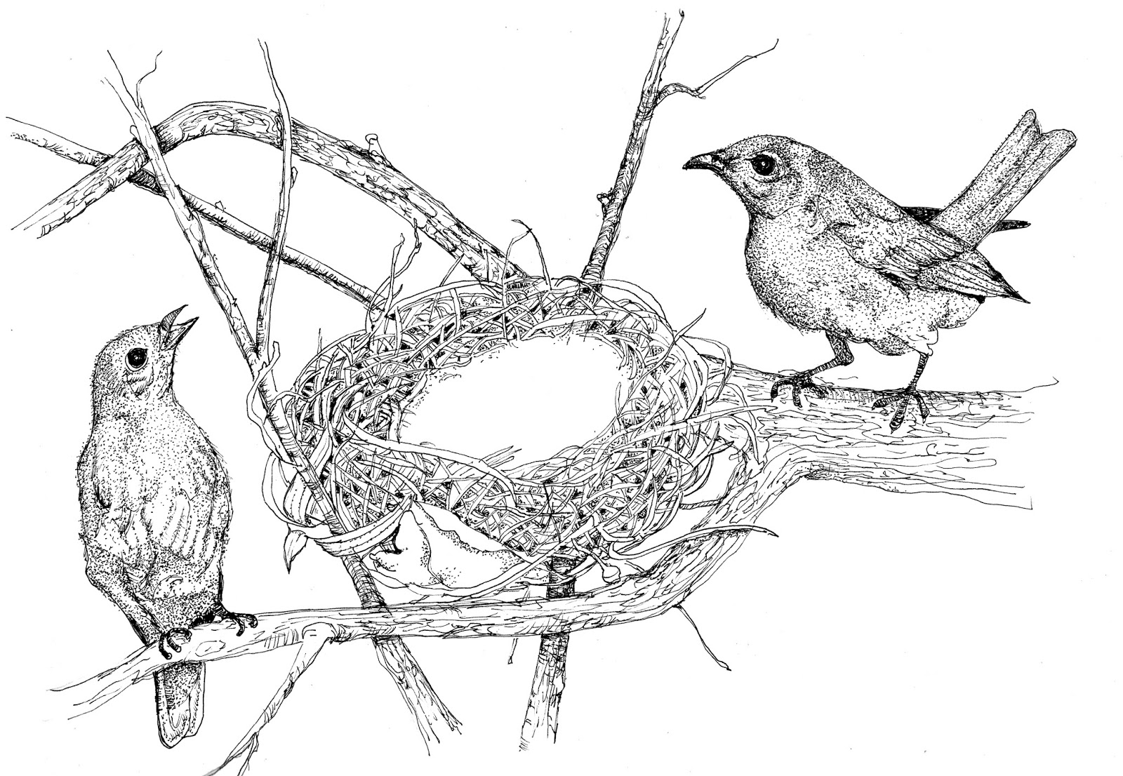 Robin Bird Drawing Easy Step by Step Guide - PRB ARTS