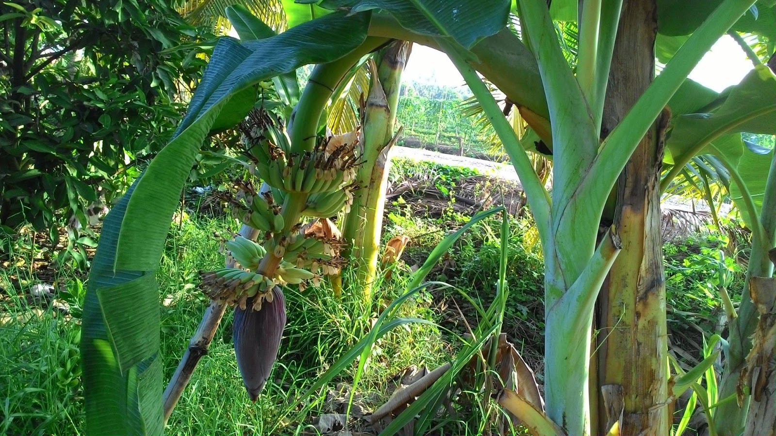 Cara Tanam Pokok Pisang Kaki / Cara Menanam Pohon Pisang Agar Cepat