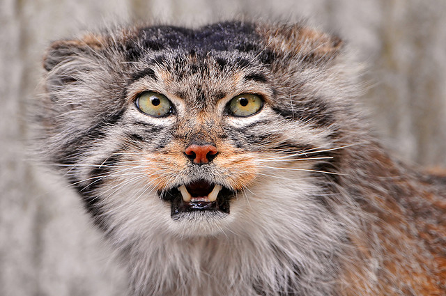 The Many Identities of the Pallas' Cat