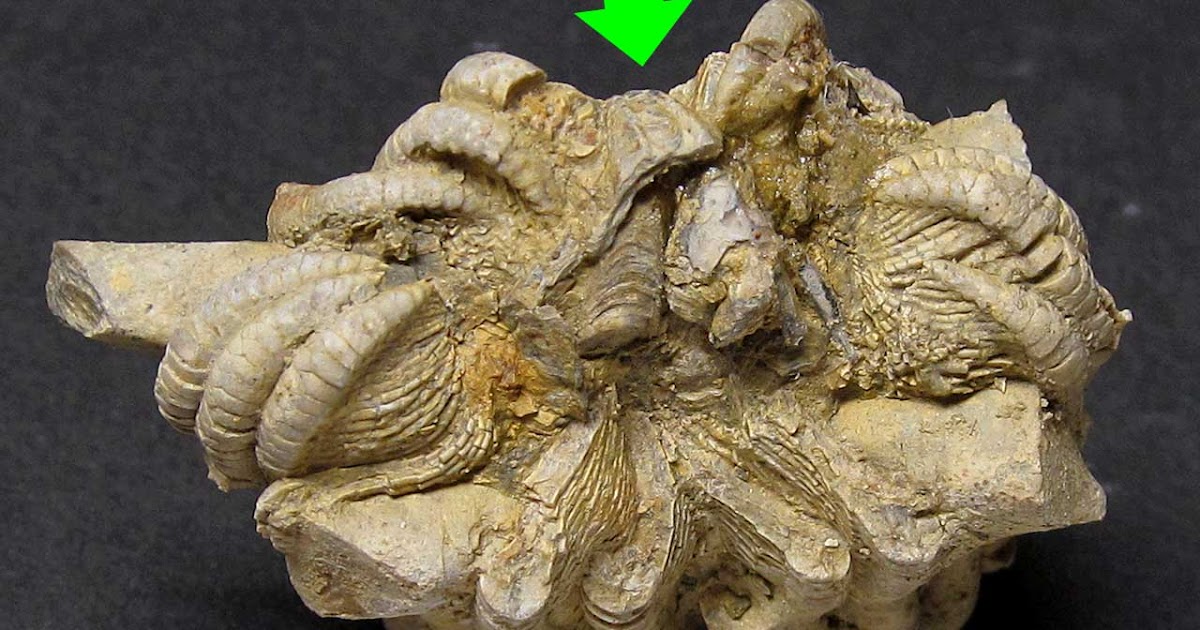 Louisville Fossils and Beyond: Pterocrinus Crinoid Calyx ...