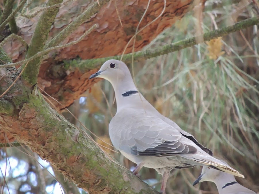 STREPTOPELIA DECAOCTO