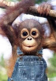 camels turtles lions oh lion heaping leading dish side