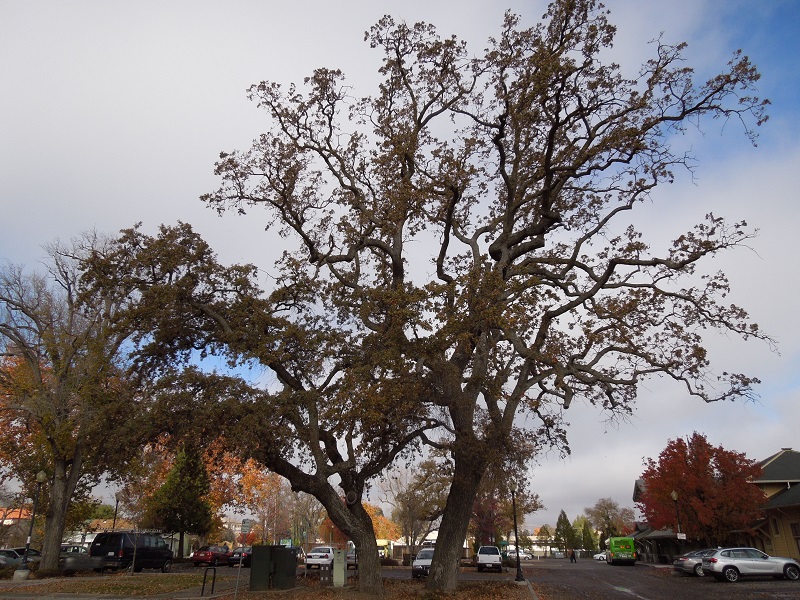 Oak Trees at North County Transport Center, © B. Radisavljevic