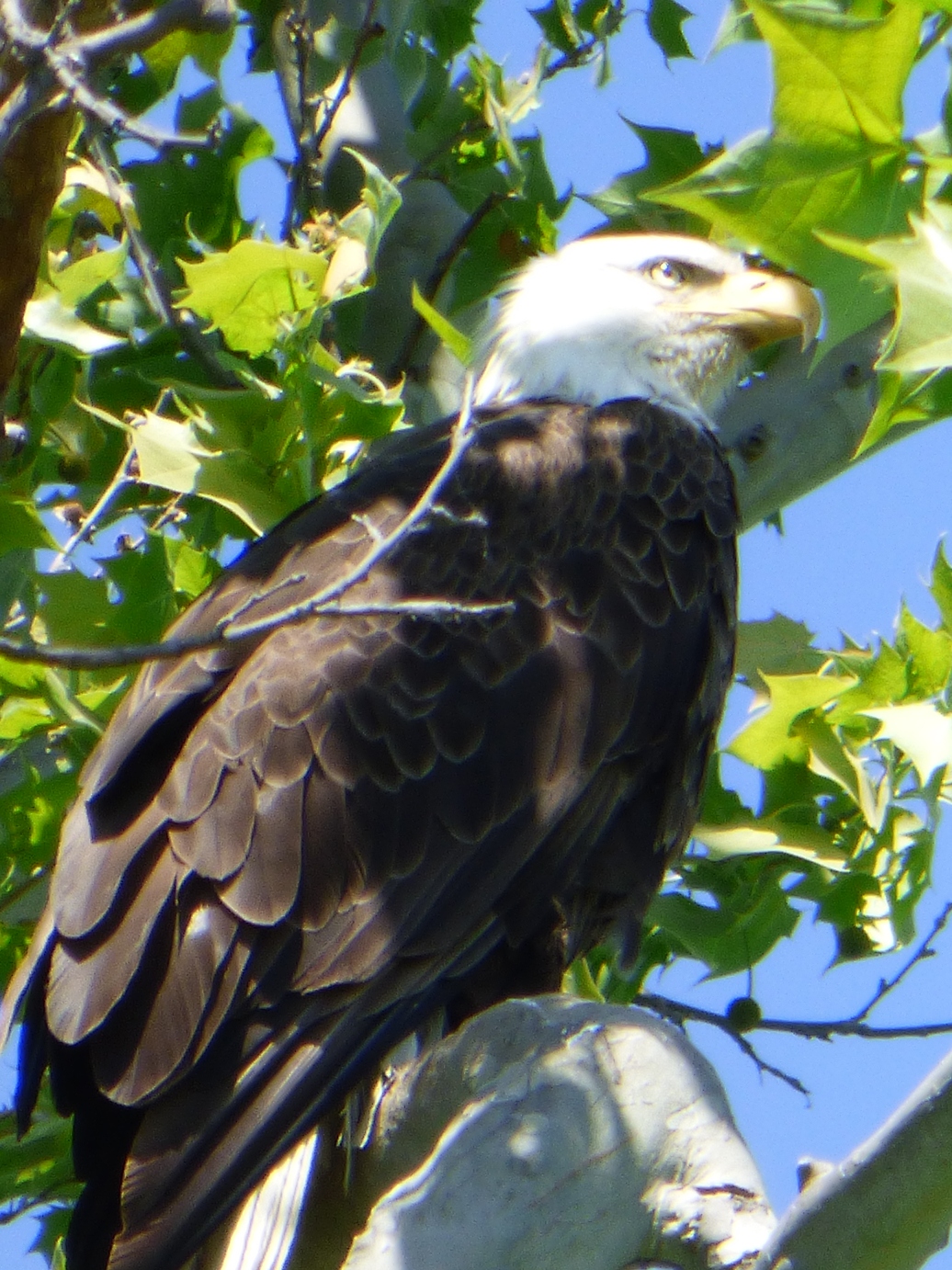 Geotripper's California Birds: Bald Eagles Nesting Near St. Louis