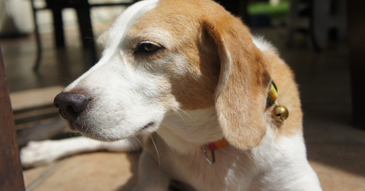 thundershirt dog sleep