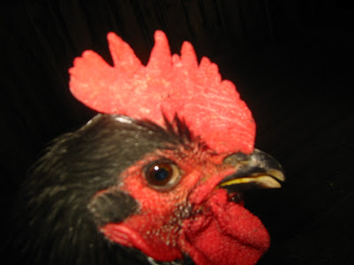 Java breeders: Black Javas