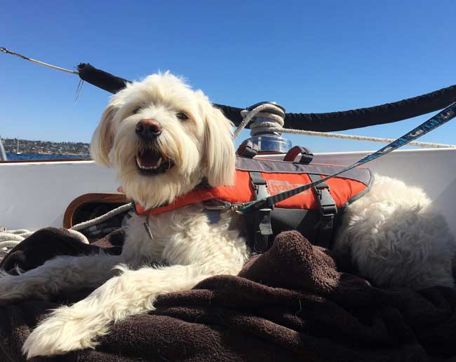 Boat Sailing Dog Names, Used Fishing Boats For Sale Woodstock Ga Version