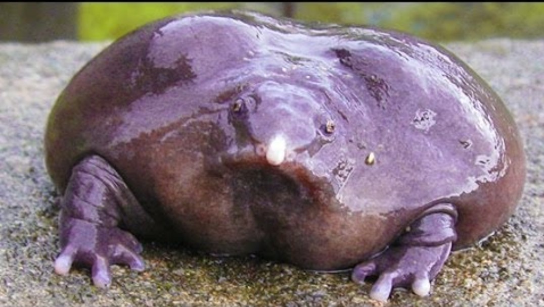 Про Дусю Purple%2Bfrog