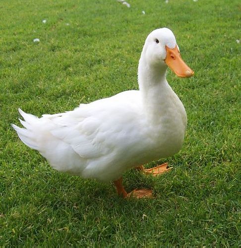 gambar Gambar bebek Lengkap gambar Gambar bebek Lengkap