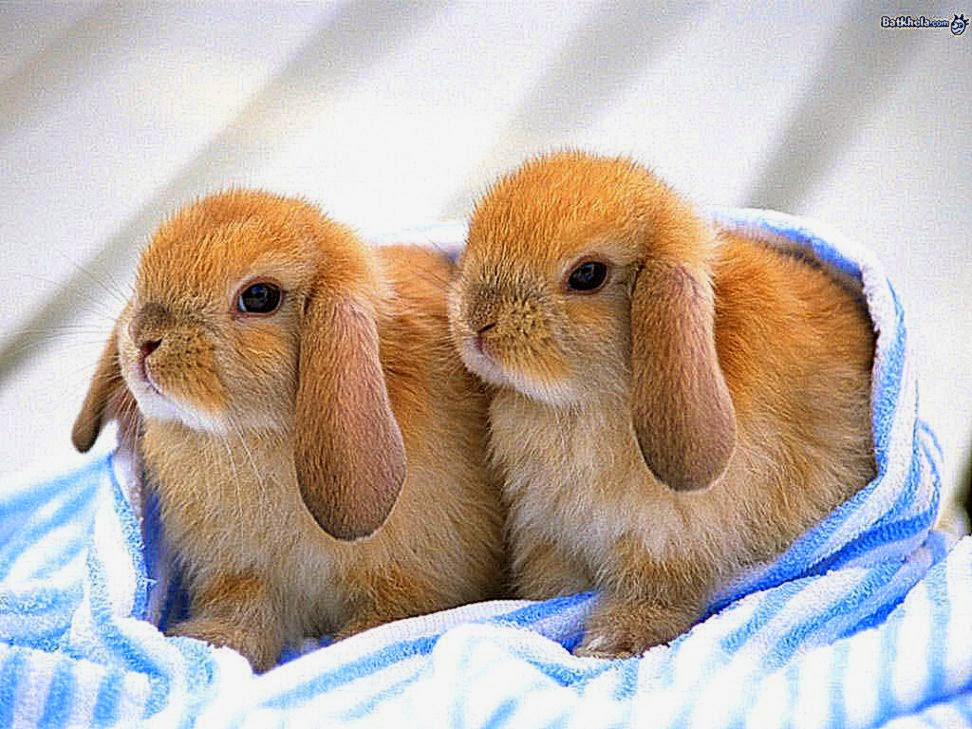 Cute Baby Rabbit Images