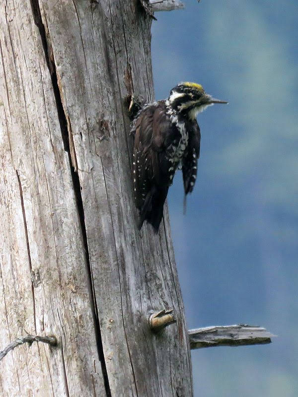 Dzięcioł trójpalczasty (Picoides tridactylus)