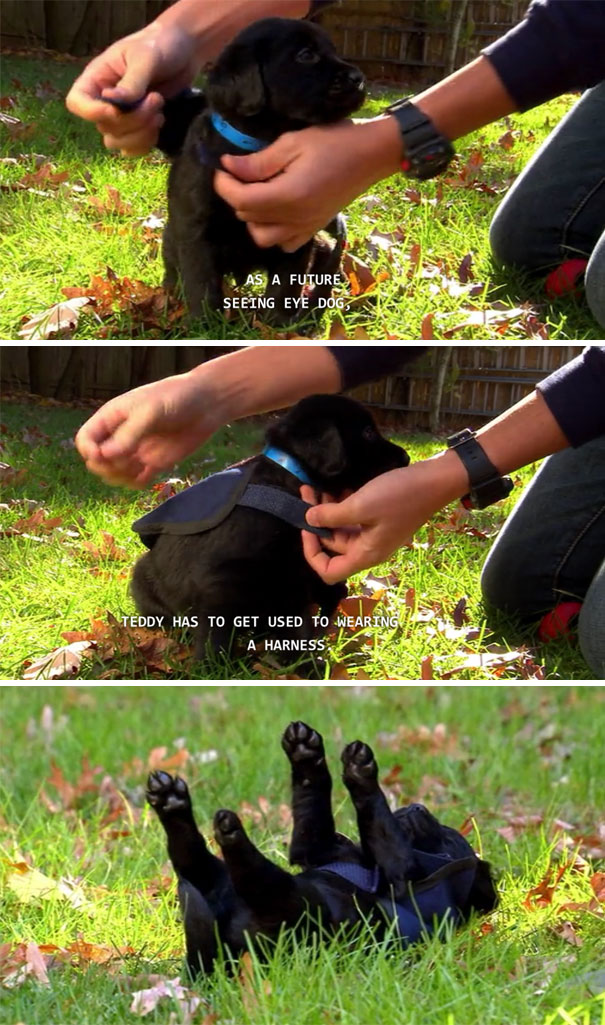 #3 Future Seeing Eye Dog - 10 Puppies On Their First Days Of Work That Will Make Your Day #3 Future Seeing Eye Dog - 10 Puppies On Their First Days Of Work That Will Make Your Day