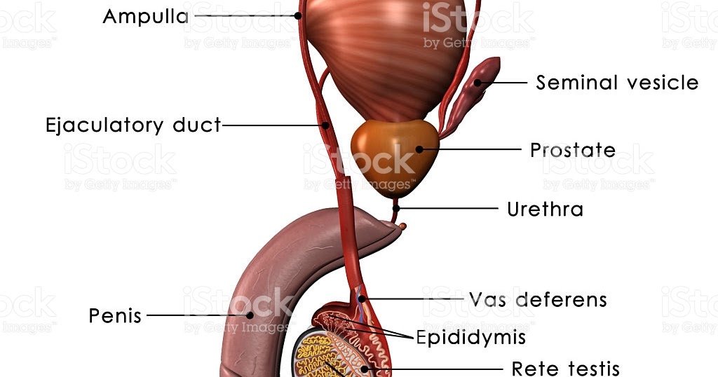 What Causes Swelling of Scrotum?