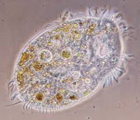 Contoh Hewan  Kelas Protozoa  yang Hidup Bebas dan Parasit 