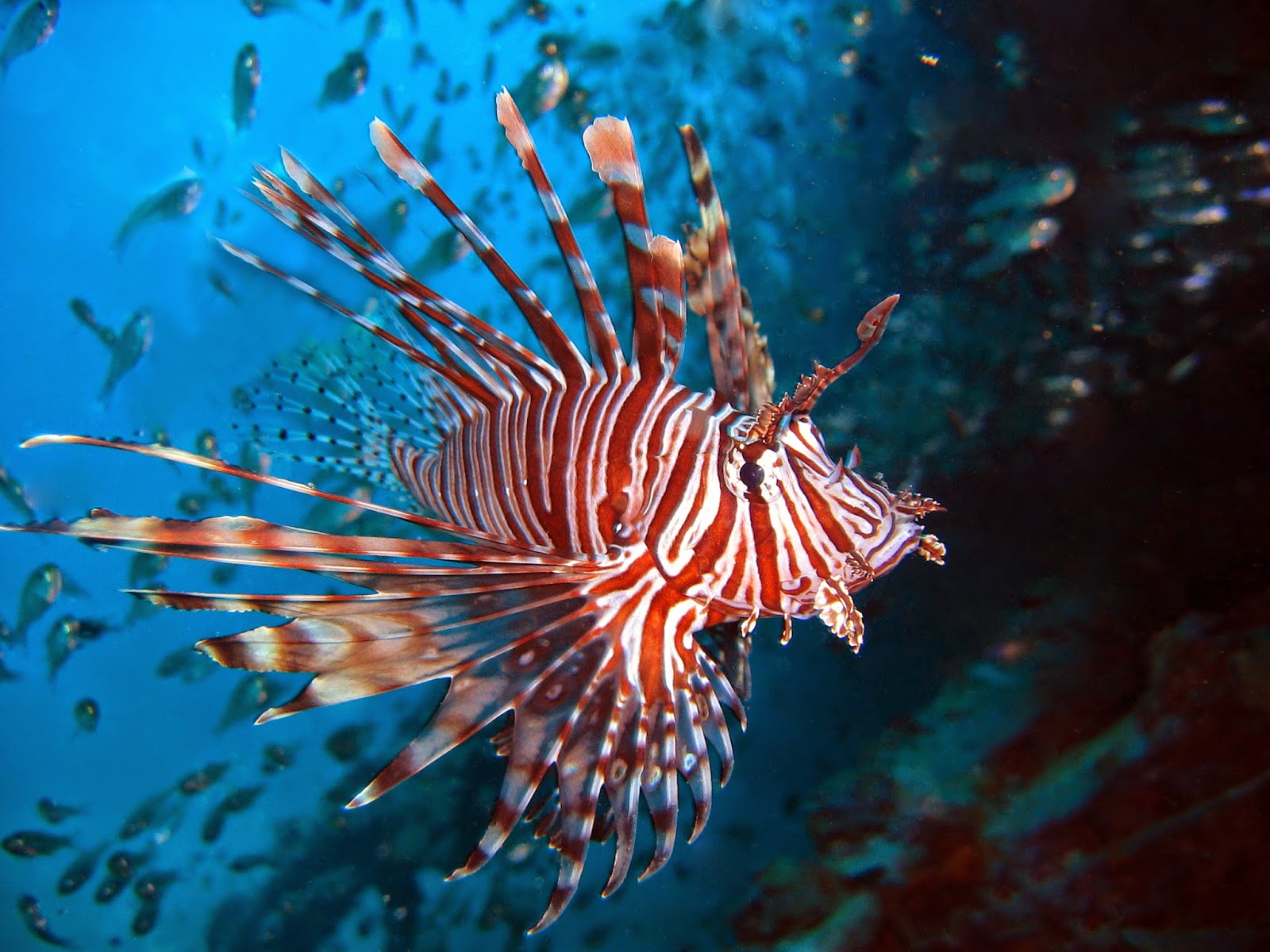Hi. My name is... and I am a drawaholic.: CHALLENGE! May, week 3: Lion Fish