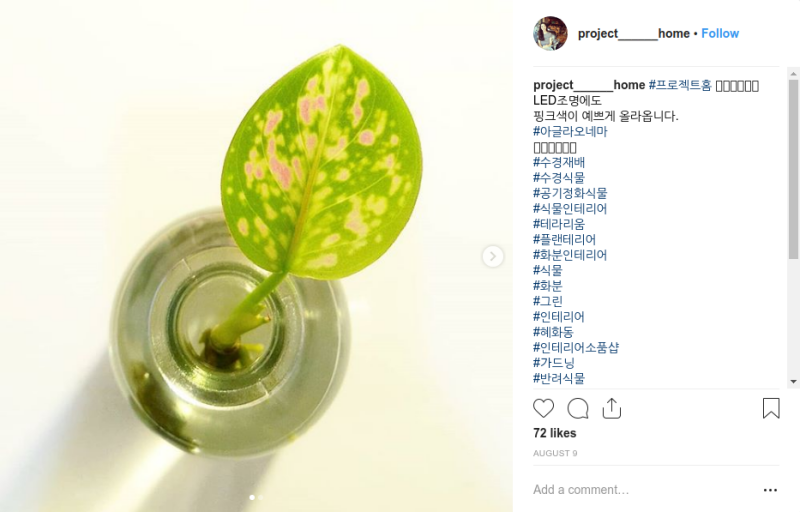 Enraizar aglaonema Aglaonema en agua