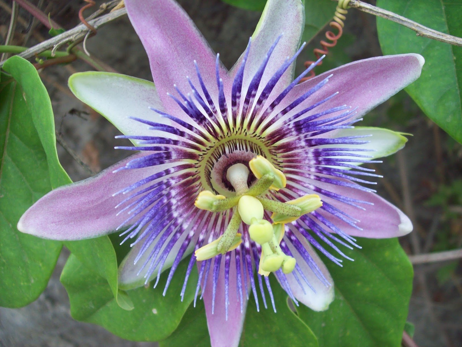 Passiflora caerulea Passifloraceae Common passion FLOWER Indoor