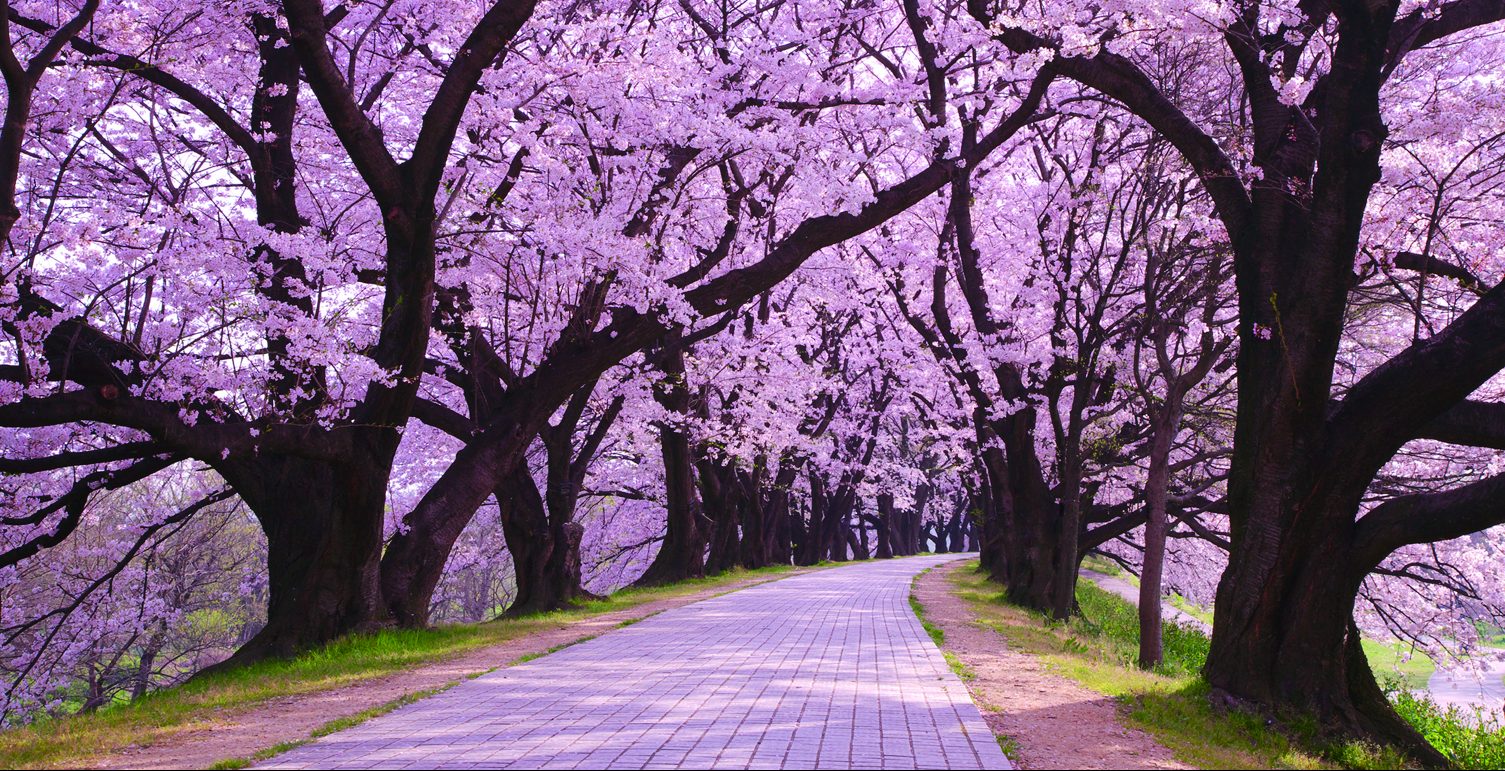 Hd Wonderful Background 7 Beautiful Japan Hd Wallpapers For
