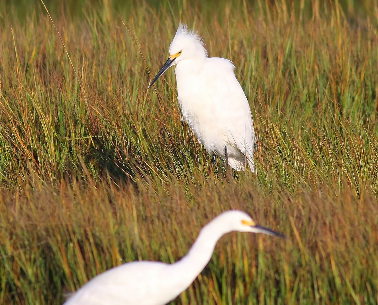 Nature On The Edge Of New York City Last Call For Tall White Wading Birds