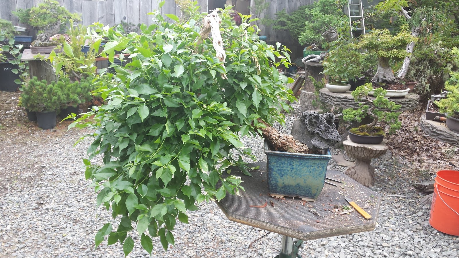 Bushy Plants Examples