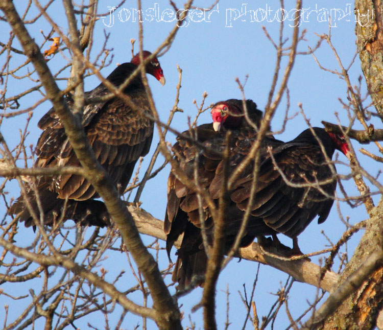 Northern Illinois Birder Turkey Vultures March Migration to Northern