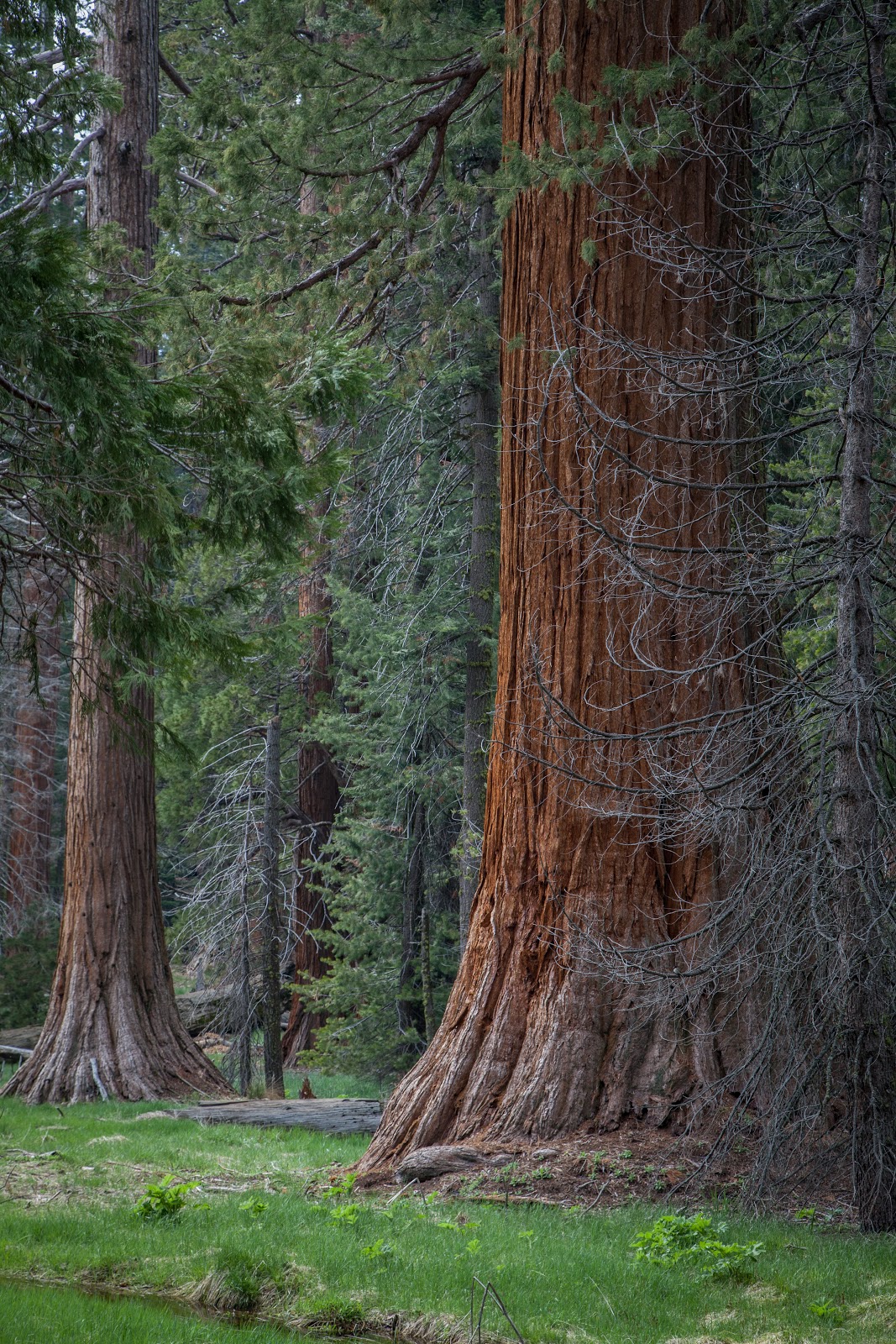 Giant Trees in Sequoia National Park Explore the World with Simon Sulyma