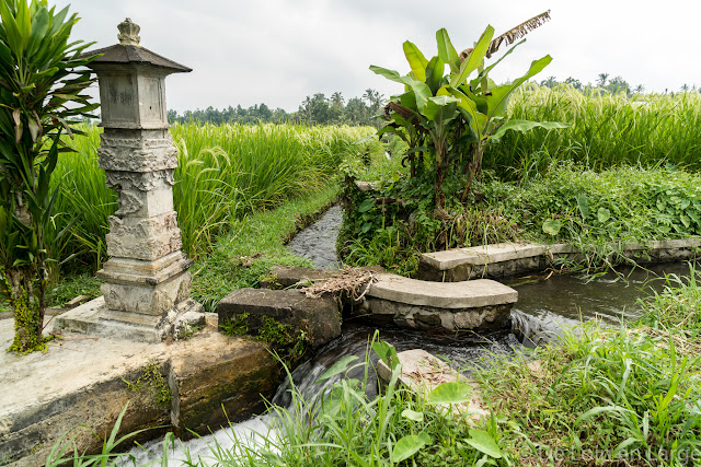 Rizières de Jatiluwih - Bali