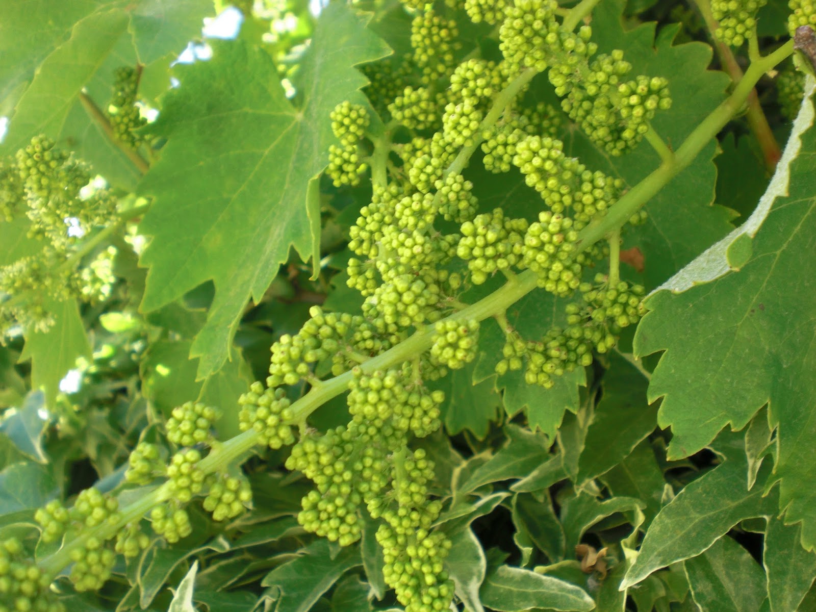 Perfumes y luces de Extremadura Parra en flor. Especial Navidad.