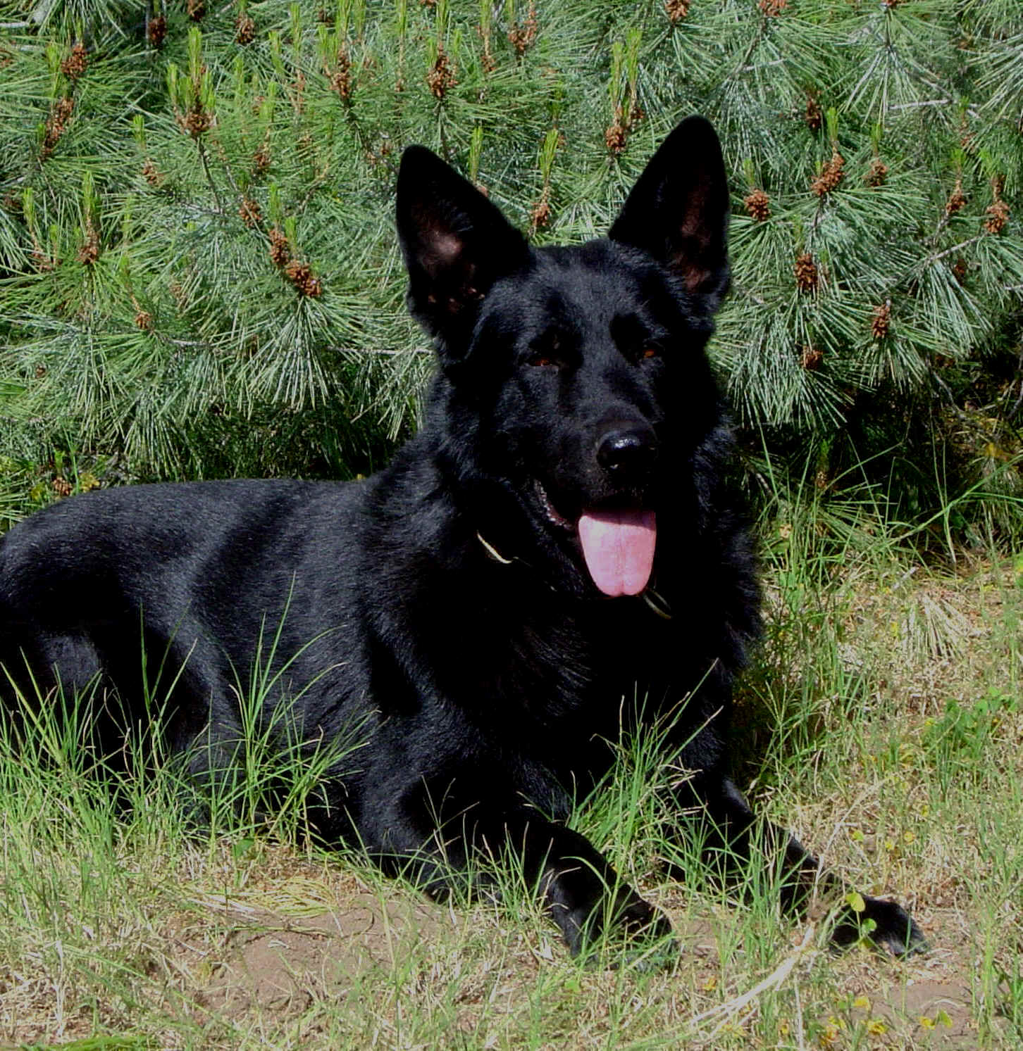 Buy Black German Shepherd Puppies For Sale In Australian Capital Territory Australia