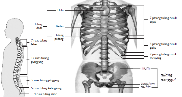 Daftar Nama Rangka Manusia beserta Gambar Universal
