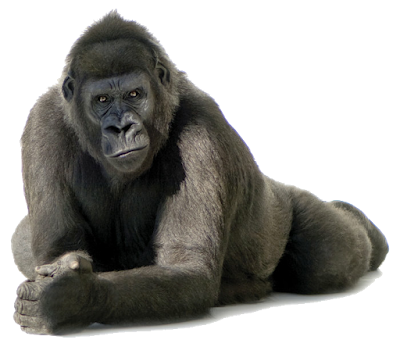 Gorila Gorilla png (Transparent Background)