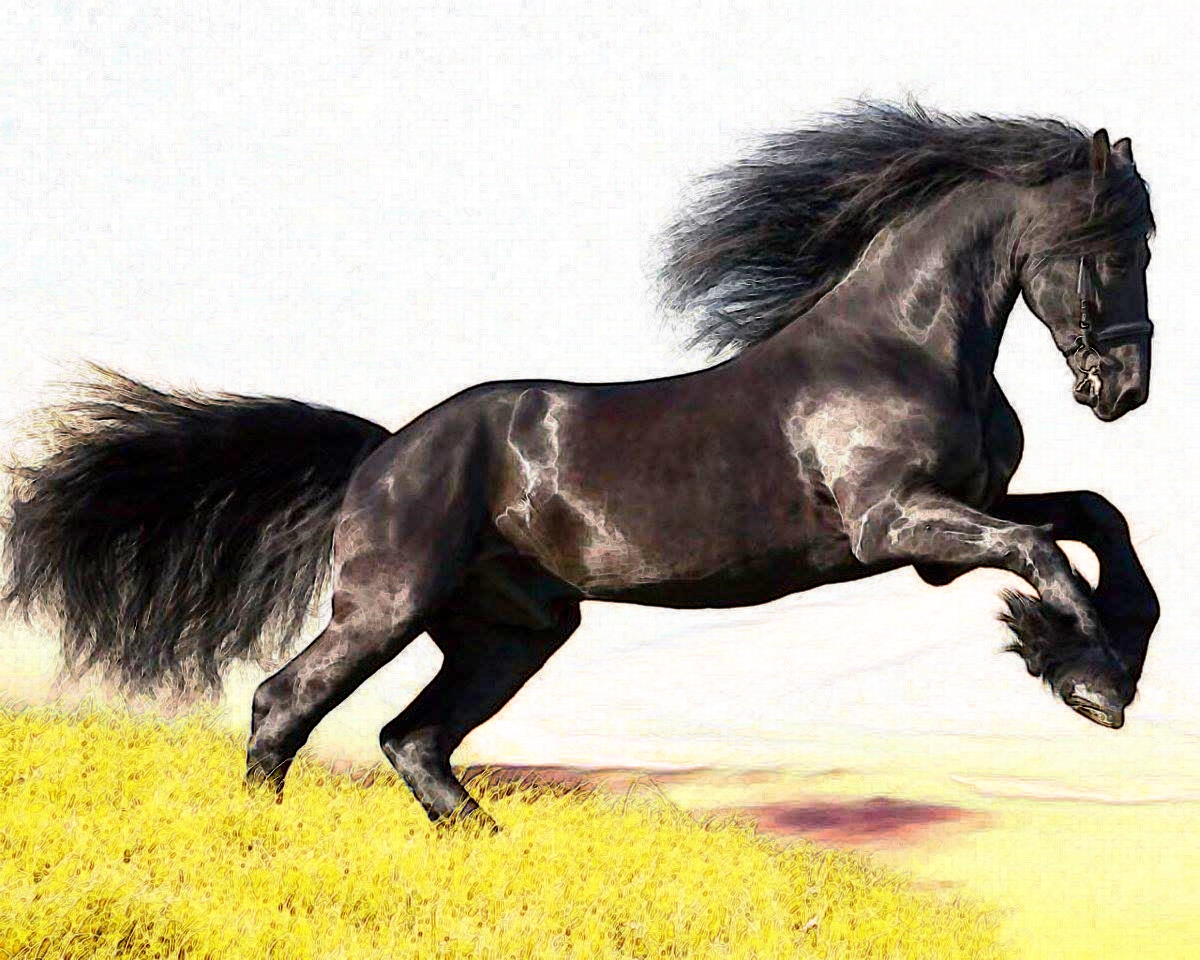 Gambar Sketsa Gambar Gratis Pixabay Ilustrasi Kuda Hewan Pensil