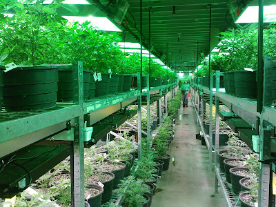 cultivo de cannabis para growshop online