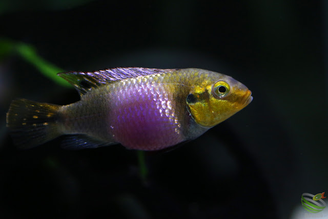 Pelvicachromis Subocellatus "moanda"