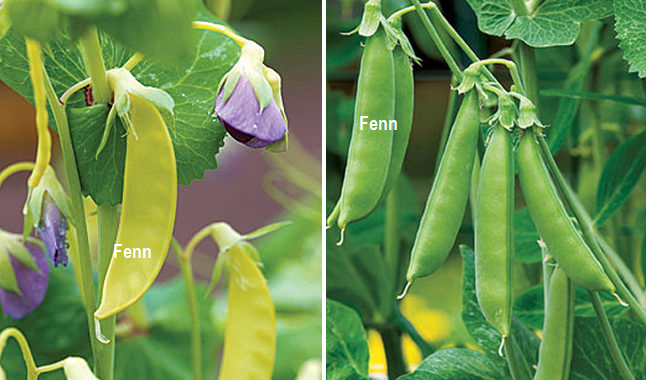 Jika sifat dominan tanaman kacang ercis berbiji kuning polong rata maka sifat resesif tanaman terseb