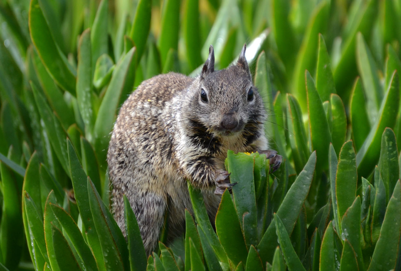 Woods Walks and Wildlife Winter Escape in San Diego, Part 1 Mammals