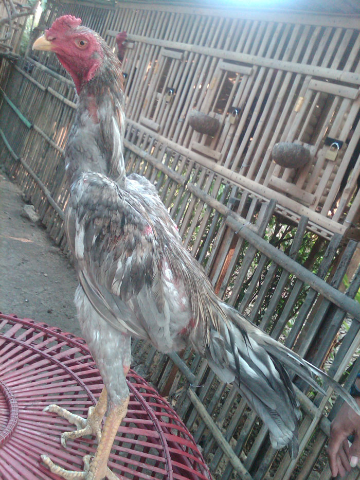 Ayam Jago Bangkok Klawu Geni Warna Gambar