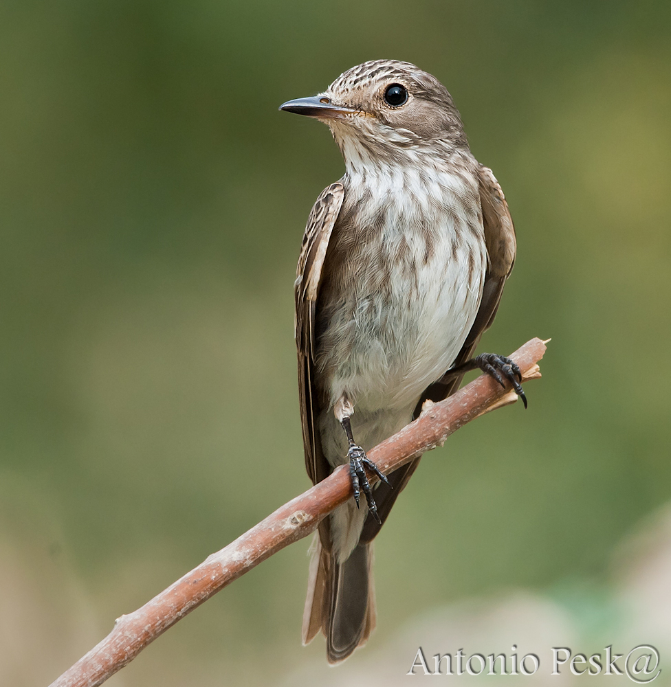 Fotos HDR...Naturaleza Viva: EL PAPAMOSCAS GRIS (Muscicapa striata)