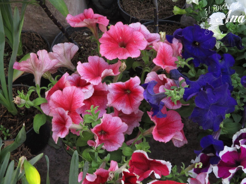 feria de la candelaria 2017