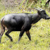 Anoa Sulawesi di habitat alaminya